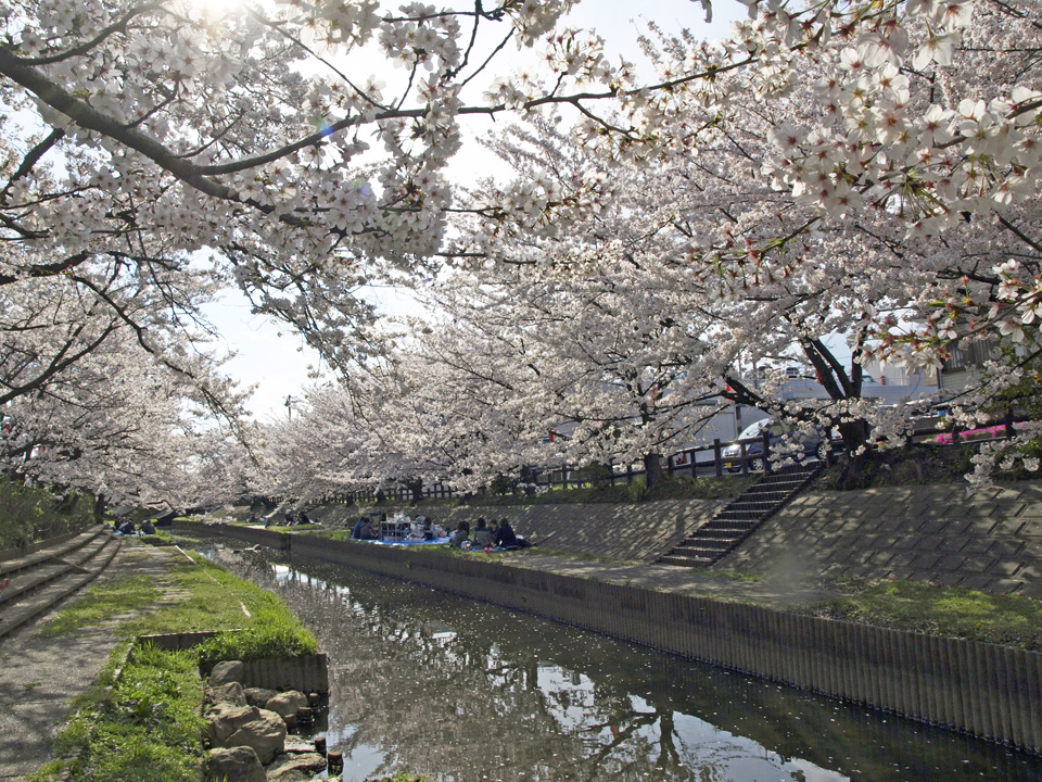 元荒川を覆う桜トンネル