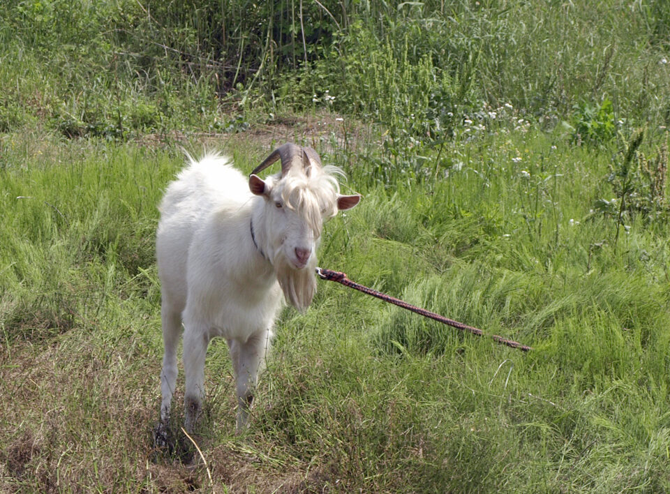 土手で飼われてるヤギ