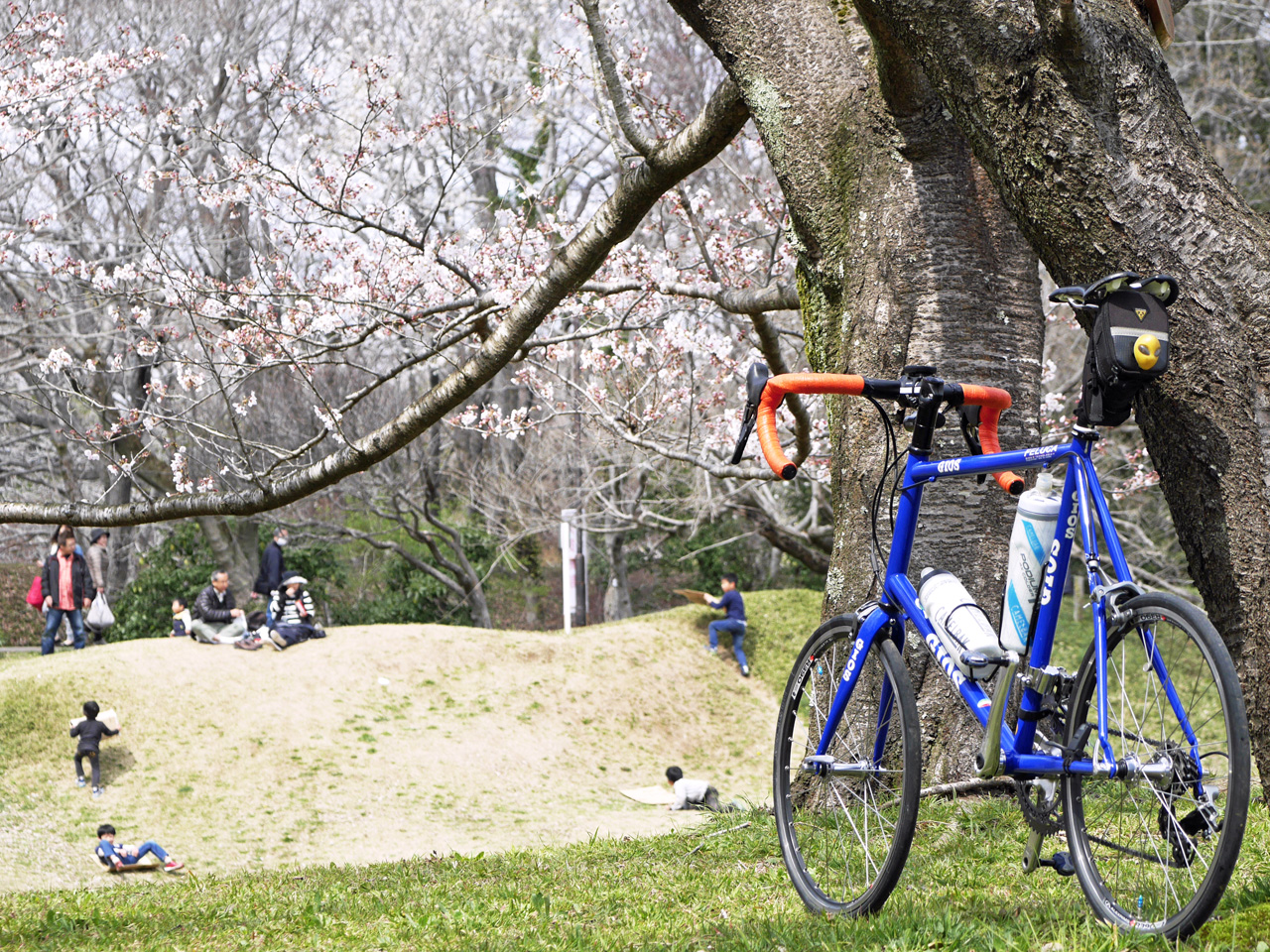佐倉城址公園の桜に寄り添うGIOS FELUCA