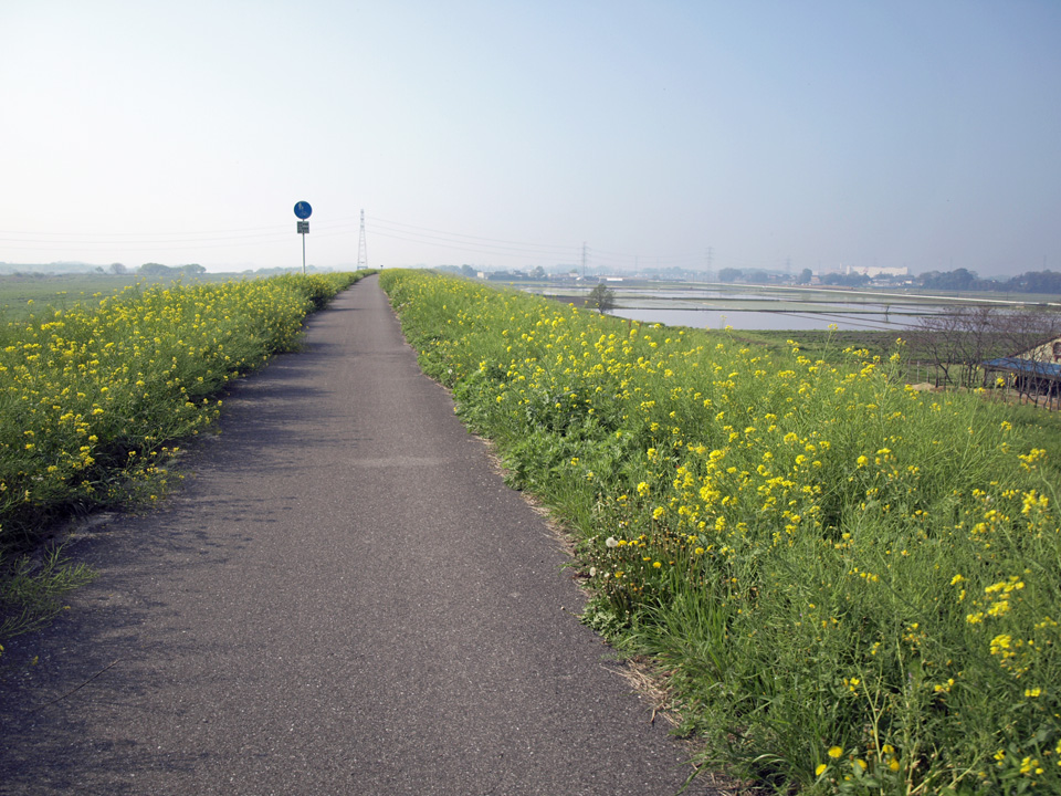 利根川サイクリングロードは菜の花が満開