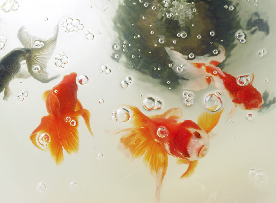 金魚を愛でる