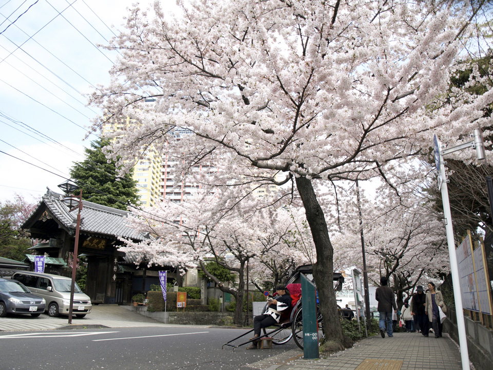 日暮里・本行寺向かいの桜並木