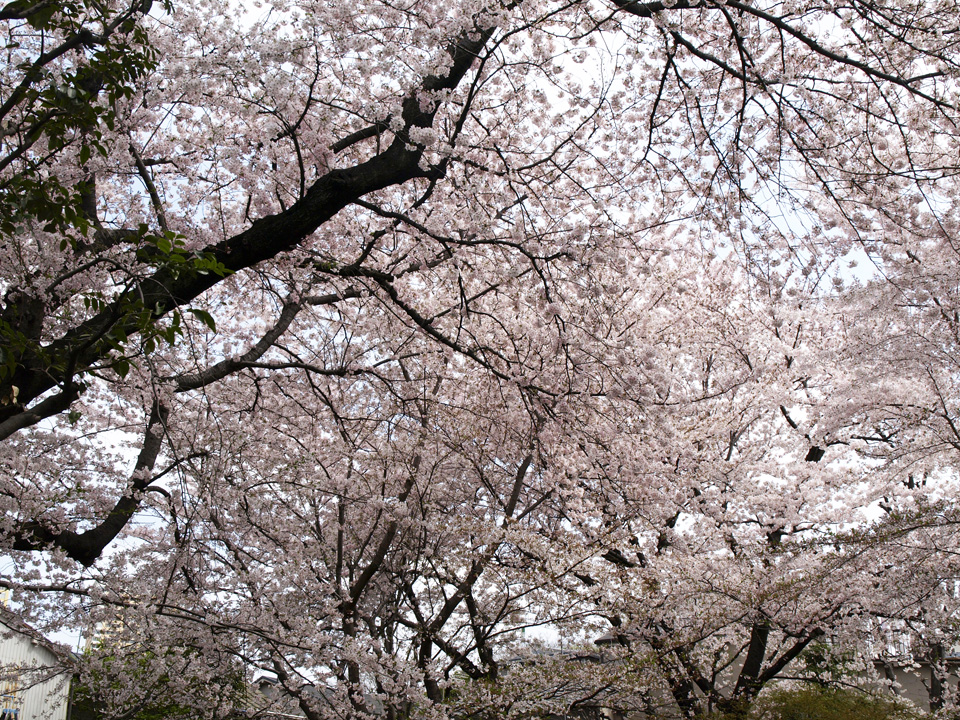 岡倉天心記念公園の桜