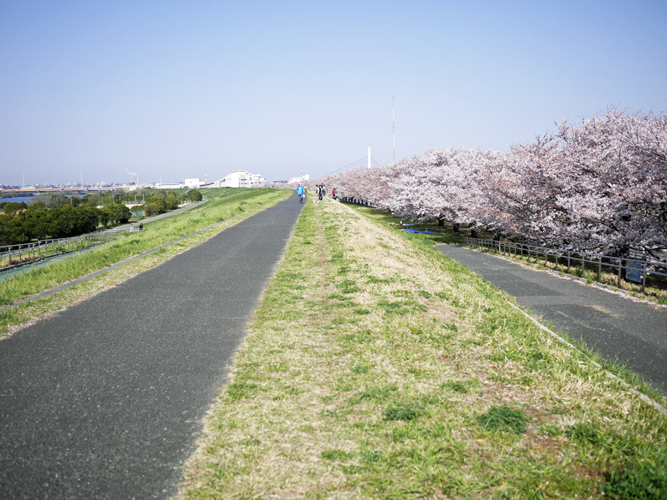 戸田競艇場の南側に続く桜並木