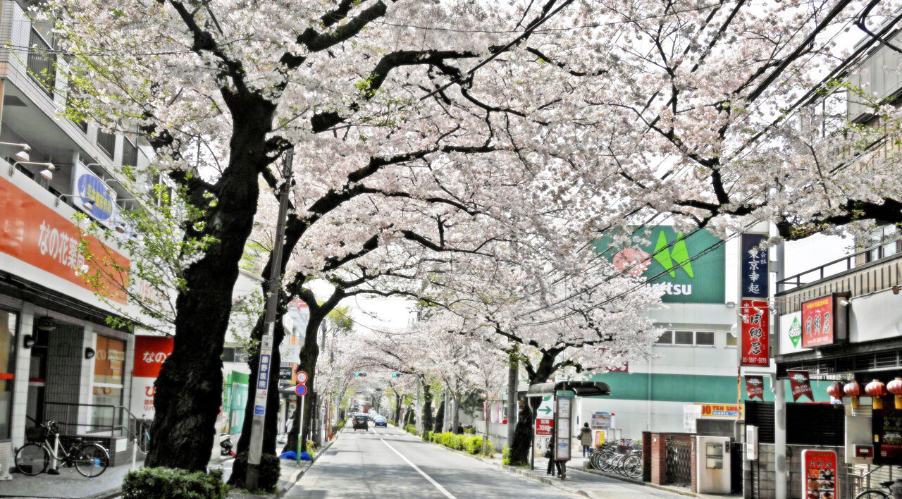 大泉学園通りの桜トンネルを進む