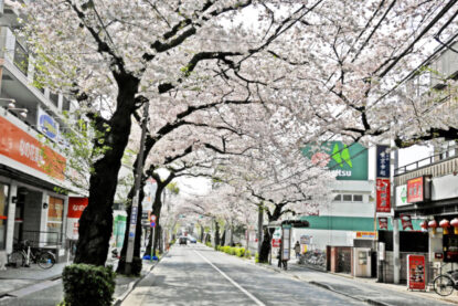 大泉学園通りの桜トンネルを進む