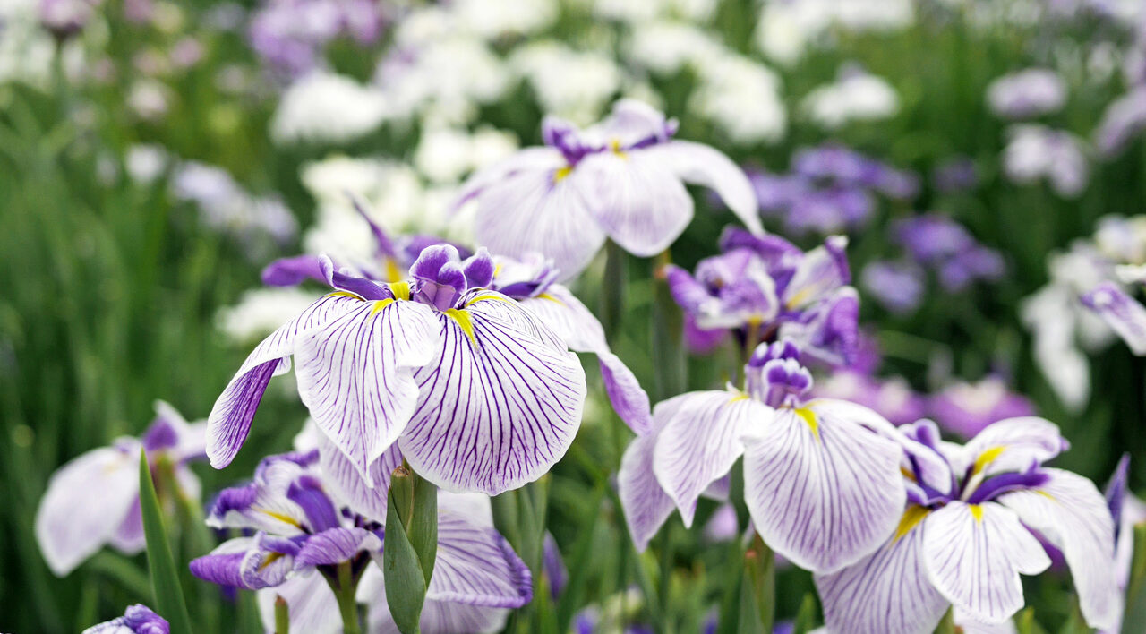 堀切菖蒲園の花菖蒲