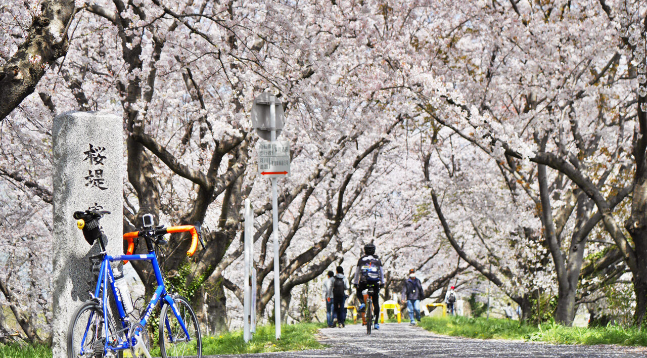 吉見さくら堤公園で桜トンネルへ向かう GIOS FELUCA