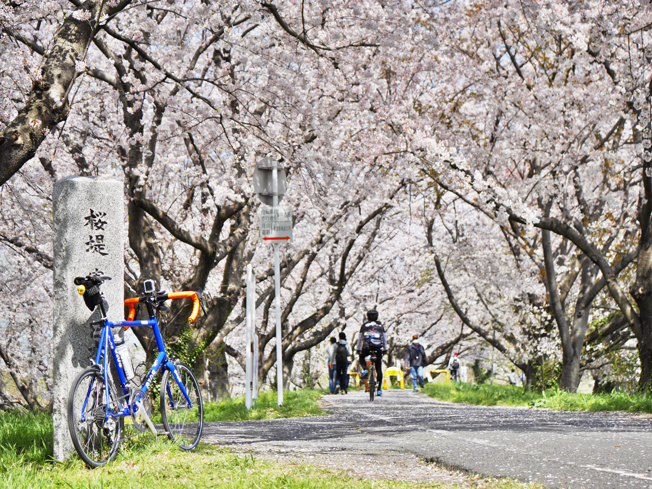 吉見さくら堤公園で桜トンネルへ向かう GIOS FELUCA