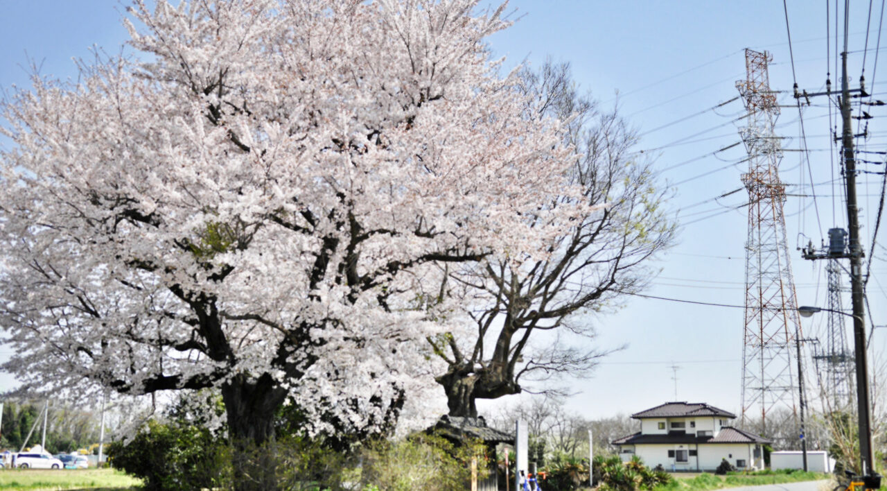 北本七福神（猿田彦大神）の桜