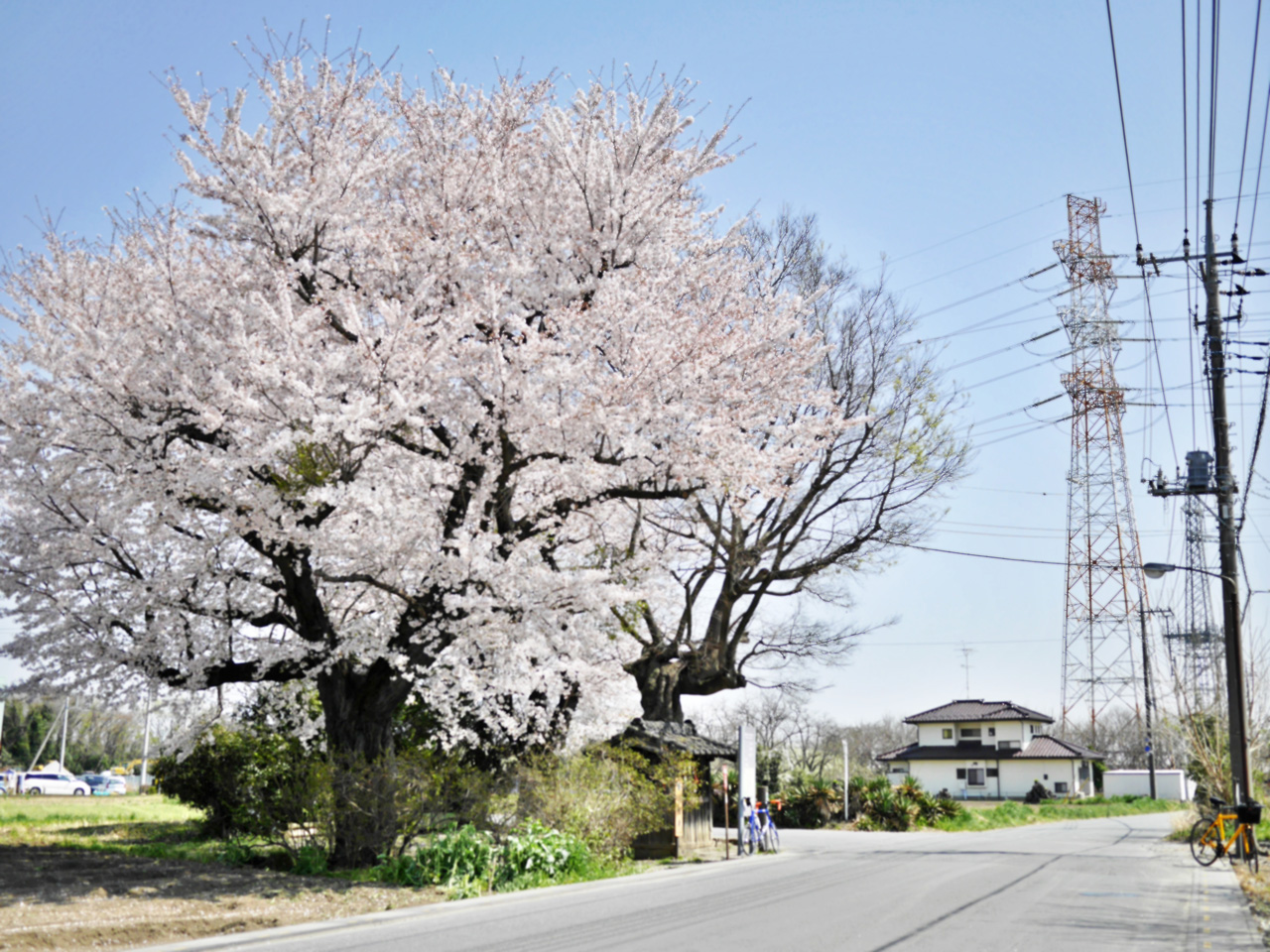 北本七福神（猿田彦大神）の桜