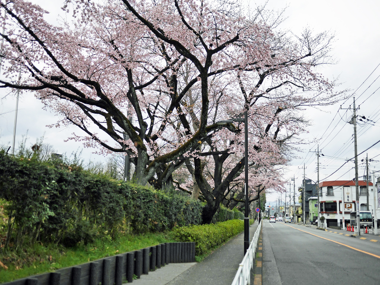 富士森公園の桜並木