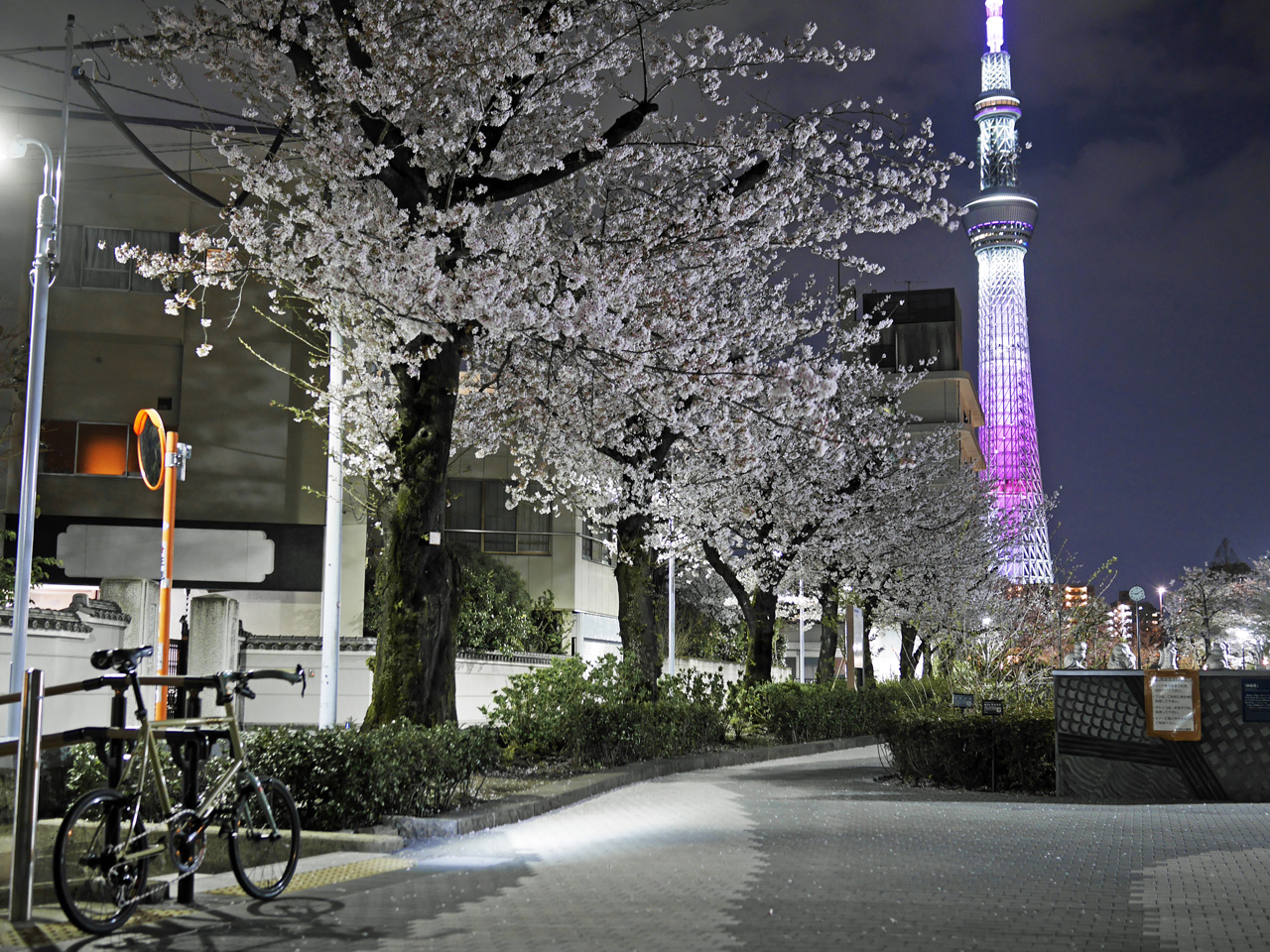 山谷堀公園の桜並木と東京スカイツリー