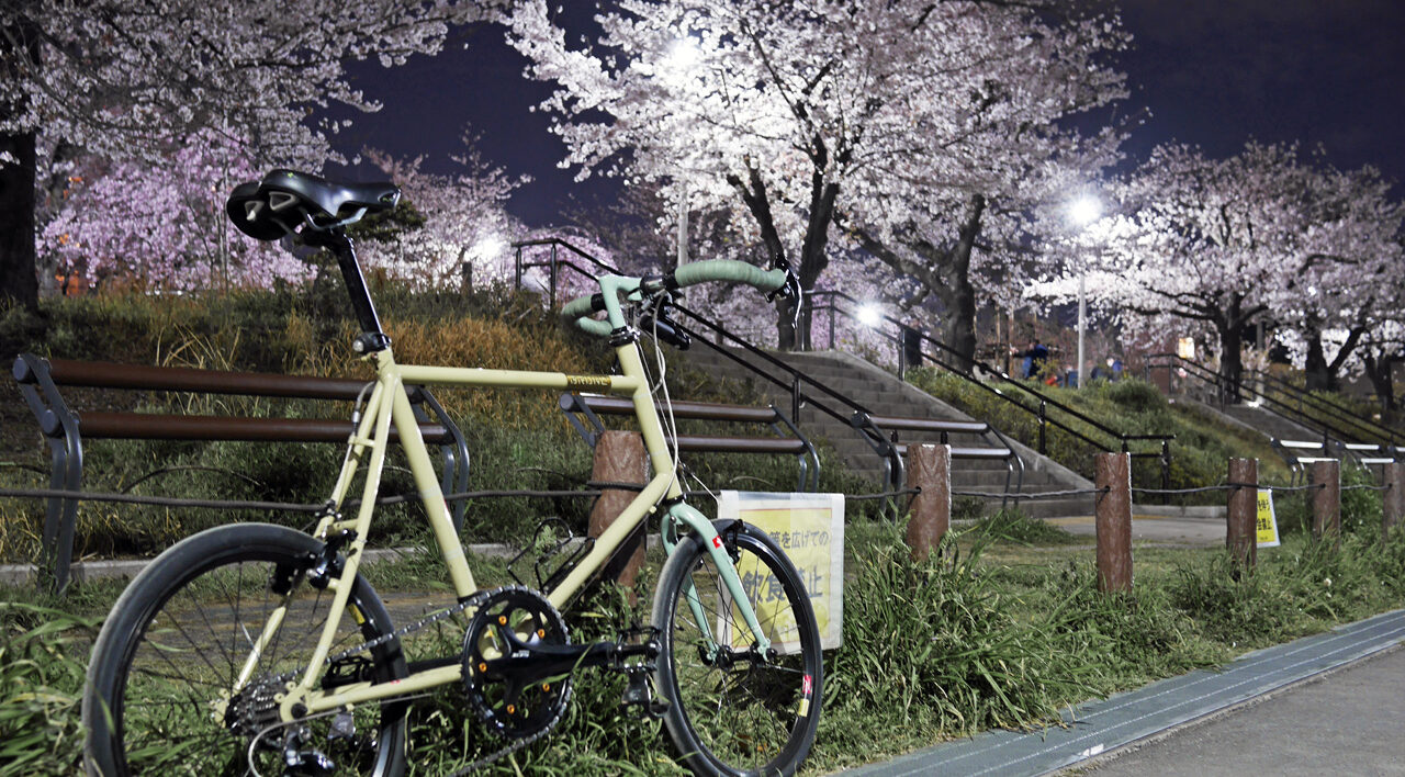 隅田公園の桜並木と BRUNO SKIPPER