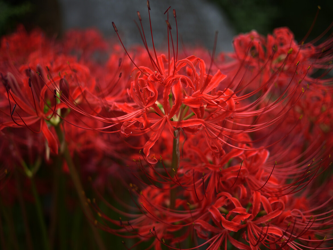 水元公園の曼珠沙華