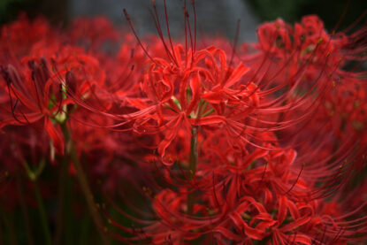 水元公園の曼珠沙華
