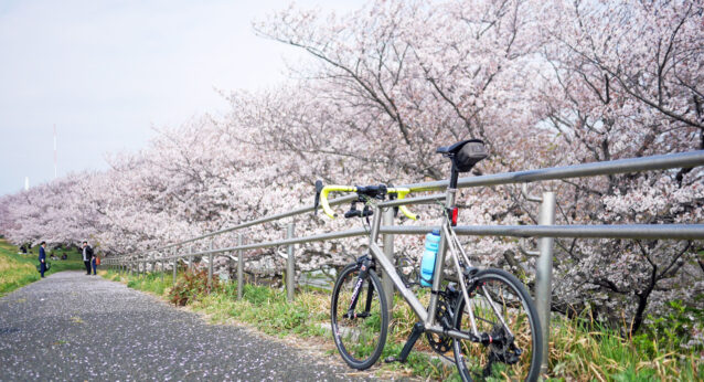戸田桜づつみの桜吹雪を浴びるチタンミニベロ LIGHTCYCLE Ti451