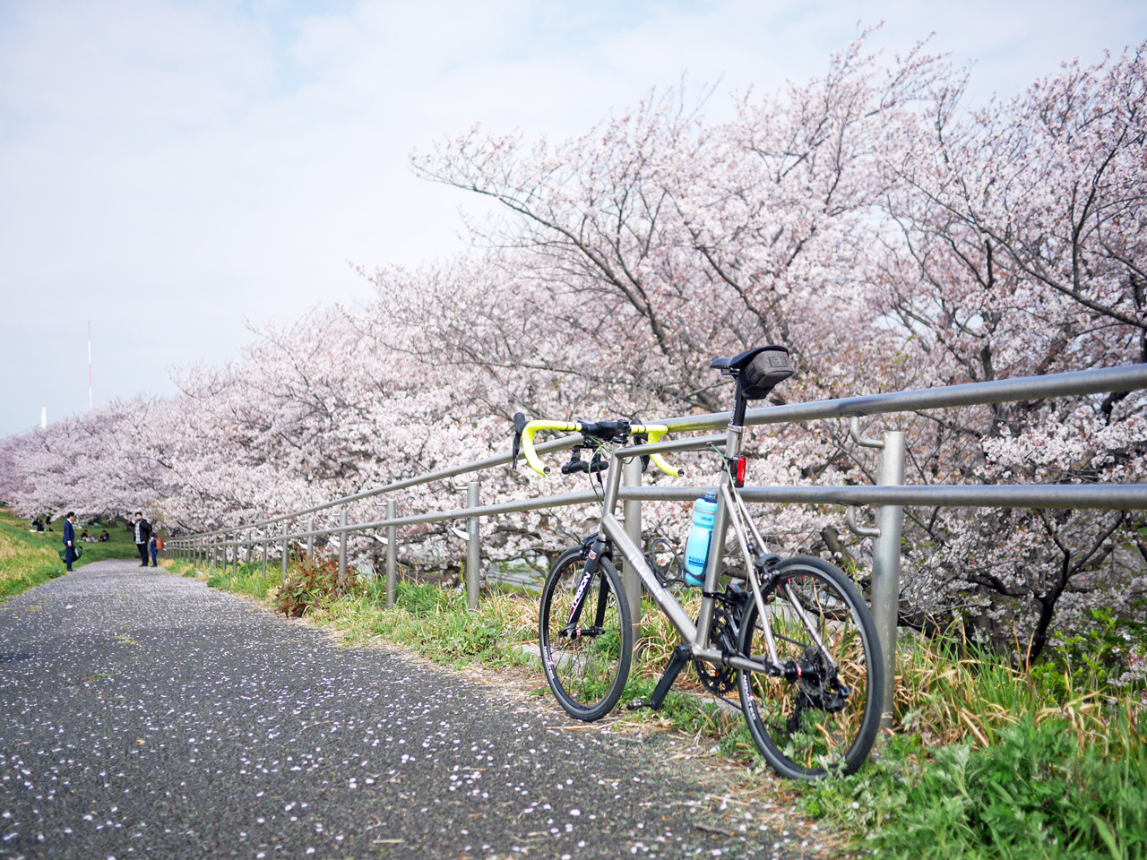戸田桜づつみの桜吹雪を浴びるチタンミニベロ LIGHTCYCLE Ti451