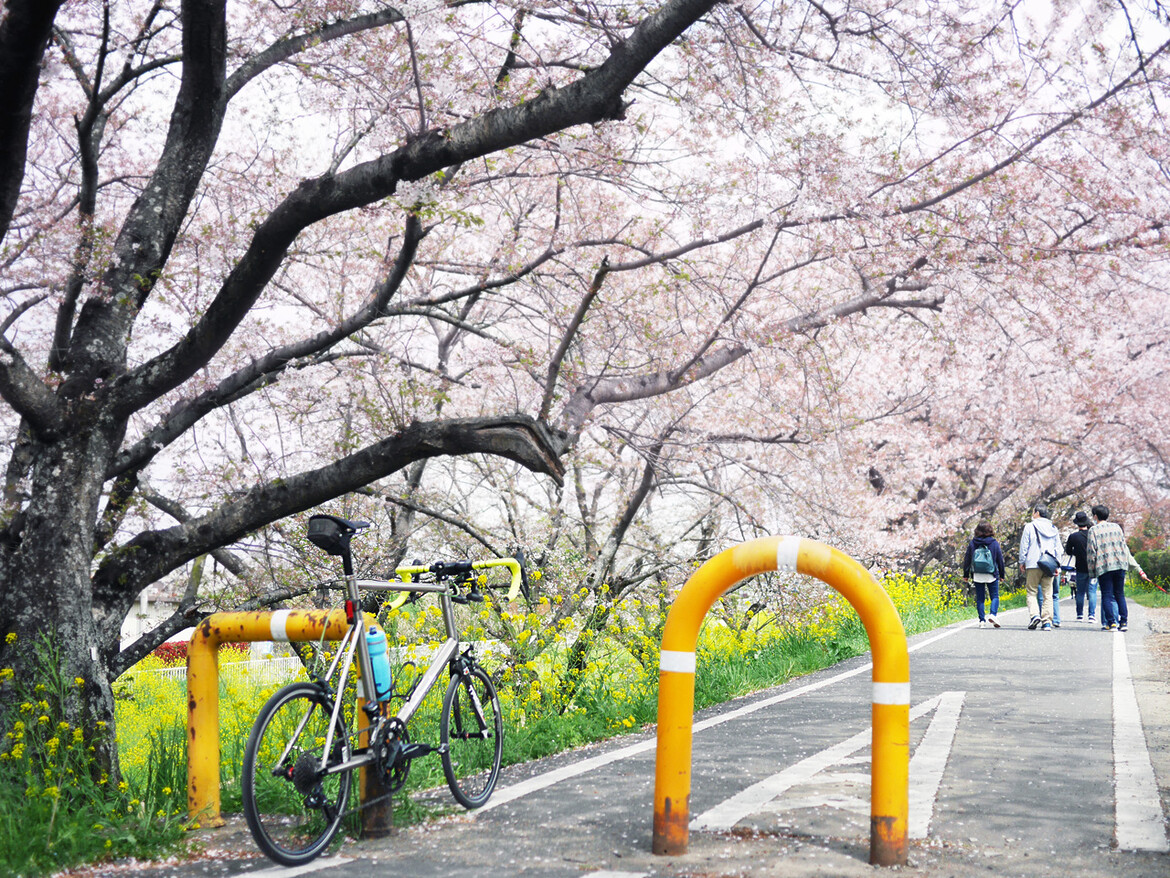 吉見さくら堤の桜トンネルへ到達