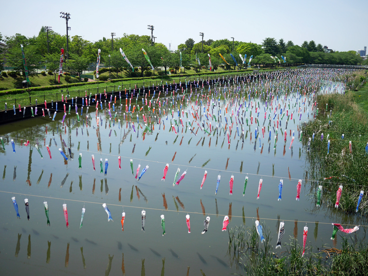 つつじが岡公園ふれあい橋から鶴生田川のこいのぼりを望む