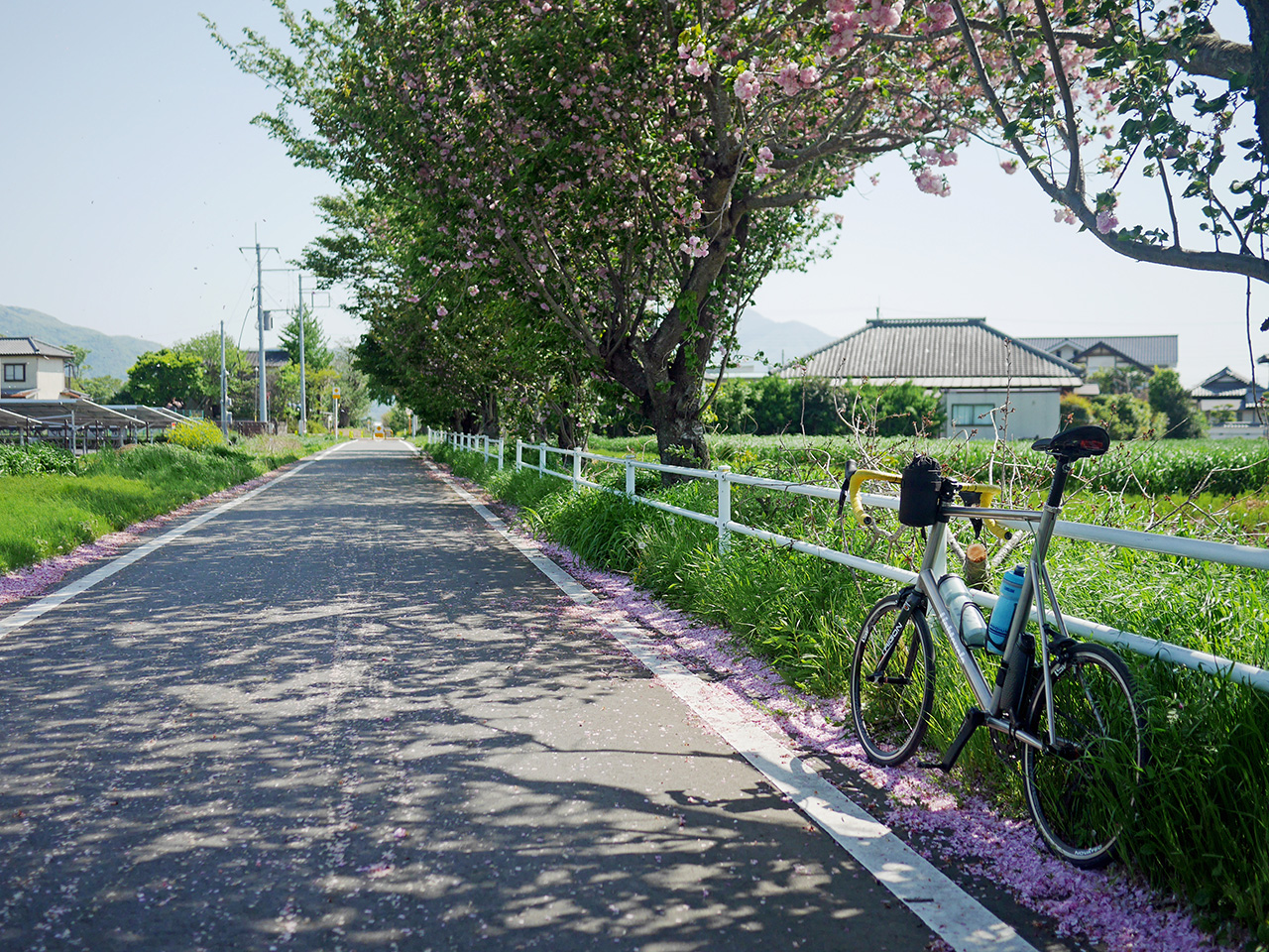 八重桜の花びらに覆われたりんりんロードを進む