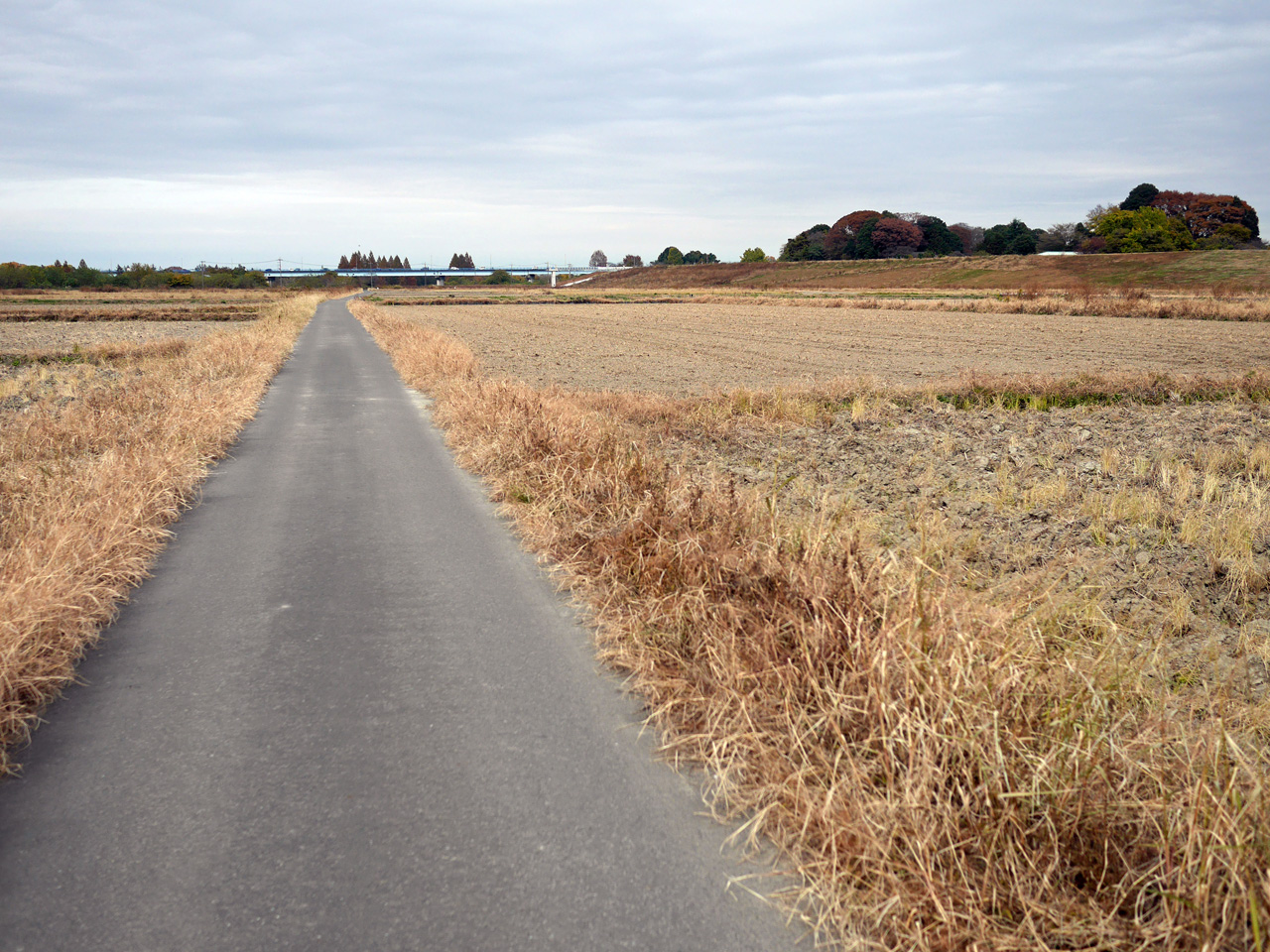 開平橋の南側に広がる田んぼが晩秋を感じさせる
